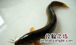 怎样快速捕泥鳅 捕泥鳅方法大全