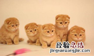 哪些动物是人类的好朋友 这五种你了解吗