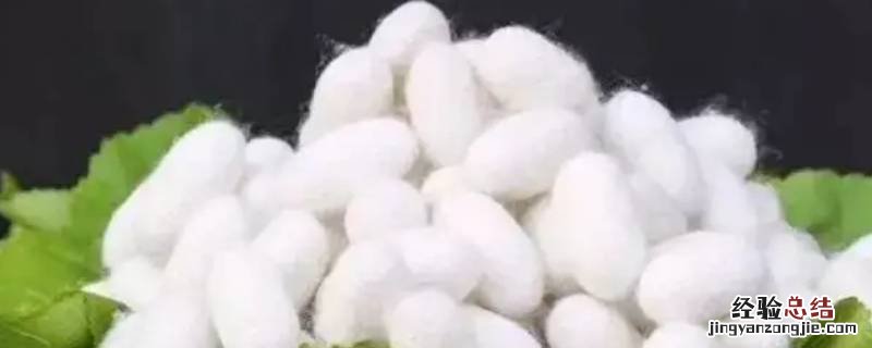 蚕丝的主要成分 蚕丝的主要成分是蛋白质吗