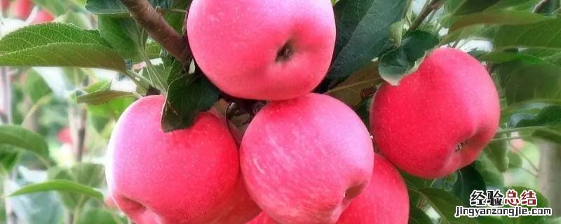 苹果适合种植的海拔 在海拔高的地方种苹果有什么特点