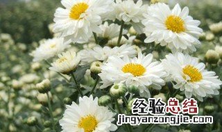 杭白菊的传说简说 杭白菊的传说