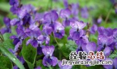 紫罗兰的传说 关于紫罗兰的传说