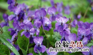 紫罗兰的传说 关于紫罗兰的传说