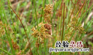 灯芯草的传说 灯芯草的故事