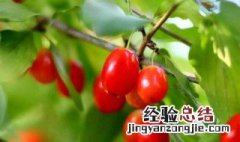 茱萸的传说 吴茱萸的传说