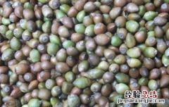 红豆杉种子价格及其种植方法