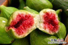 无花果的成熟期是什么时候 无花果成熟时间是什么时候