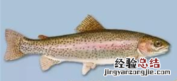 虹鳟鱼怎么养 虹鳟鱼好养吗
