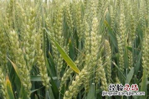 驻麦328小麦品种产地在什么地方? 驻麦328小麦品种