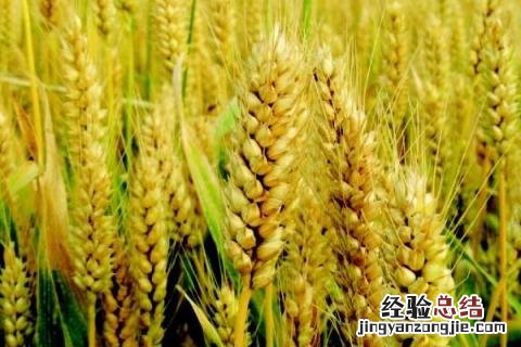 驻麦328小麦品种产地在什么地方? 驻麦328小麦品种