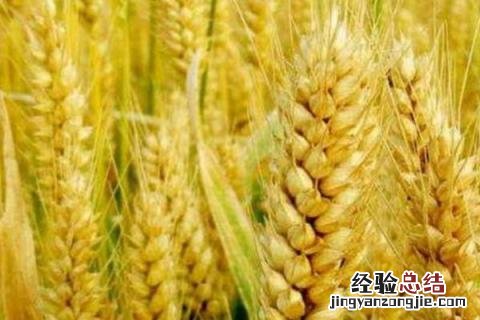 驻麦328小麦品种产地在什么地方? 驻麦328小麦品种