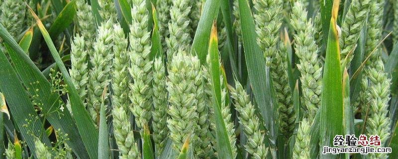 驻麦328小麦品种产地在什么地方? 驻麦328小麦品种