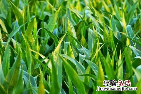 登海533玉米品种介绍 登海533玉米品种介绍登海553玉米种子多少钱一代