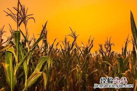 登海533玉米品种介绍 登海533玉米品种介绍登海553玉米种子多少钱一代