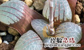 多肉火凤凰图片大全 多肉十二卷火凤凰克养护