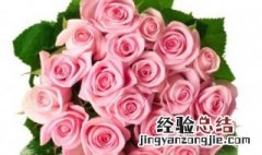 玫瑰花叶子上有白色怎么回事 玫瑰花叶子上长白霜是怎么回事