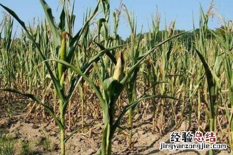乐盈797玉米品种 乐盈797玉米品种介绍