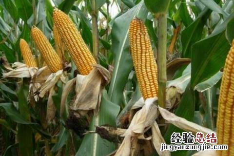 乐盈797玉米品种 乐盈797玉米品种介绍