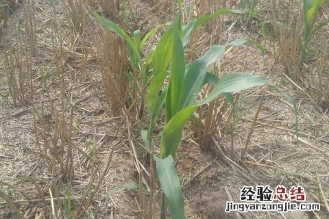 乐盈797玉米品种 乐盈797玉米品种介绍