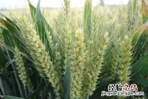 喜麦199小麦品种鲁引种 喜麦199小麦品种