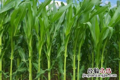 迪卡1563玉米品种介绍 迪卡1563玉米品种介绍飞翔品牌