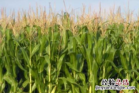 迪卡1563玉米品种介绍 迪卡1563玉米品种介绍飞翔品牌