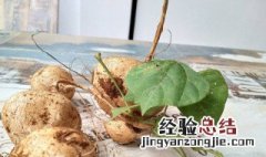 酸沙葛腌制方法 腌制酸沙葛的做法介绍