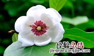 天女木兰百科 天女木兰的传说
