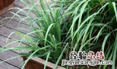 柠檬草的传说 柠檬草百度百科
