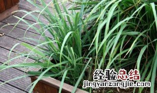 柠檬草的传说 柠檬草百度百科