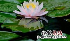 半枝莲的来源 半枝莲的传说