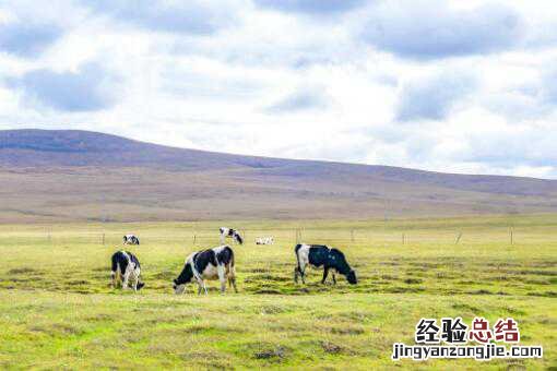 内蒙古草场一亩多少钱 内蒙古草原多少钱一亩