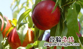 中油6号油桃品种介绍及果子图样 中油几号桃最好