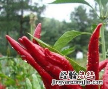 朝天椒的功效与作用 朝天椒的功效与作用 乐哈健康