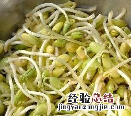 黄豆芽变绿可以吃吗图片 黄豆芽变绿可以吃吗