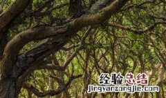 刚买的榕树怎样养护好 刚买的榕树怎样养护