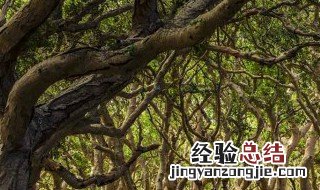 刚买的榕树怎样养护好 刚买的榕树怎样养护