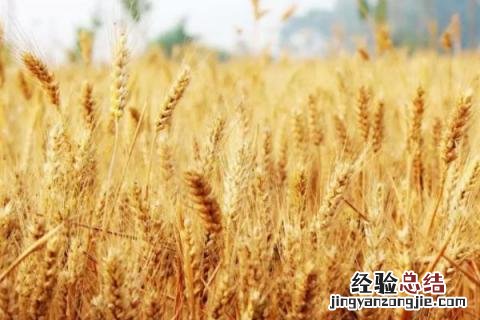 鲁研128小麦品种介绍多少钱一袋 鲁研128小麦品种介绍