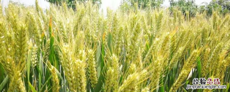 鲁研128小麦品种介绍多少钱一袋 鲁研128小麦品种介绍