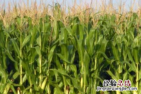 京华801玉米种子简介 京华801玉米品种介绍