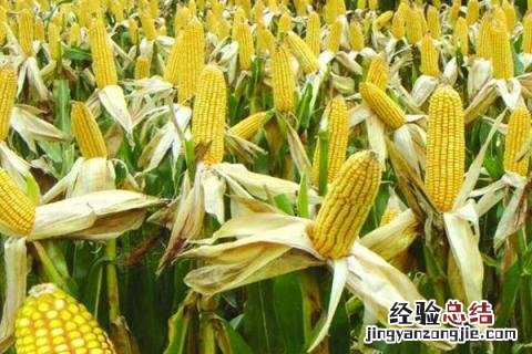京华801玉米种子简介 京华801玉米品种介绍
