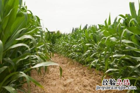 农丰2号玉米种子介绍 东北丰0022玉米种介绍