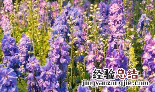 飞燕草的传说 飞燕草又叫什么名字