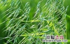 野燕麦/乌麦的功效与作用 野燕麦的图片和药用