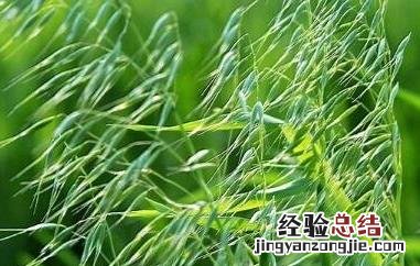 野燕麦/乌麦的功效与作用 野燕麦的图片和药用
