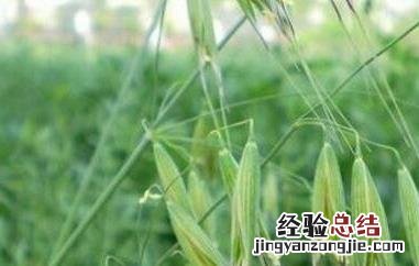 野燕麦/乌麦的功效与作用 野燕麦的图片和药用