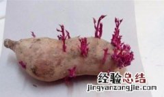 发芽的红薯有毒吗图片 发芽的红薯有毒吗