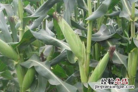 鸿旭19玉米品种特征特性 鸿旭19玉米品种介绍
