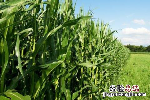 鸿旭19玉米品种特征特性 鸿旭19玉米品种介绍