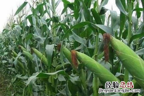 鸿旭19玉米品种特征特性 鸿旭19玉米品种介绍